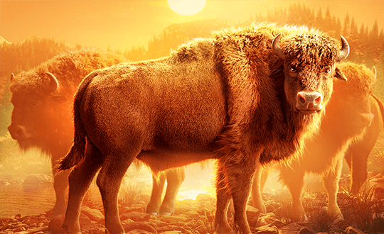 Buffalo Win thumbnail